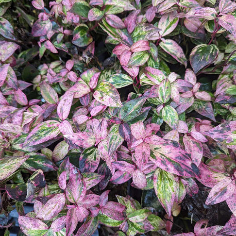 Proven Winners® Paisley Pup® Leucothoe