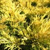 Lime Glow Juniper Shrub