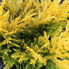 Lime Glow Juniper Shrub