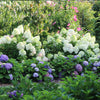 Proven Winners® Little Lime Punch® Panicle Hydrangea