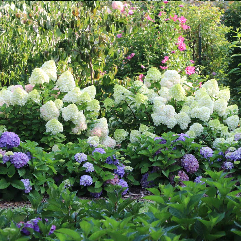 Proven Winners® Little Lime Punch® Panicle Hydrangea