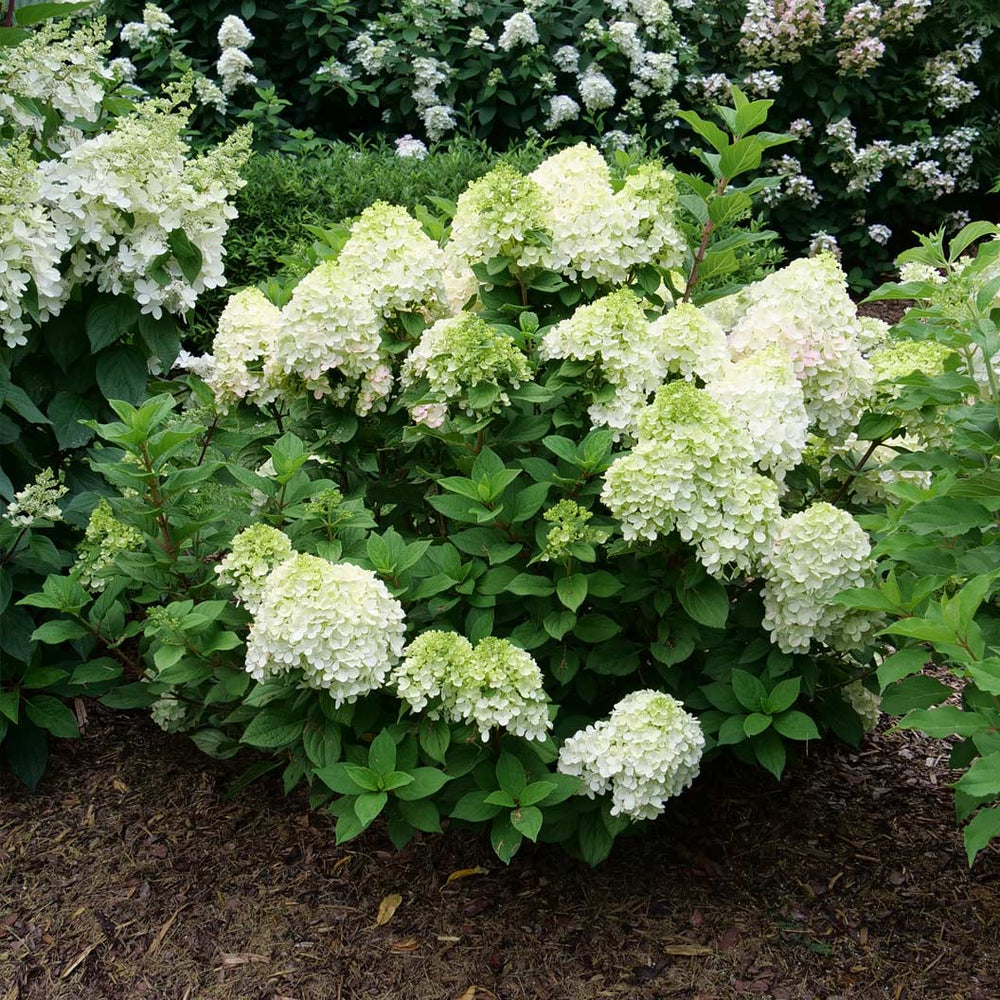 Proven Winners® Little Lime Punch® Panicle Hydrangea