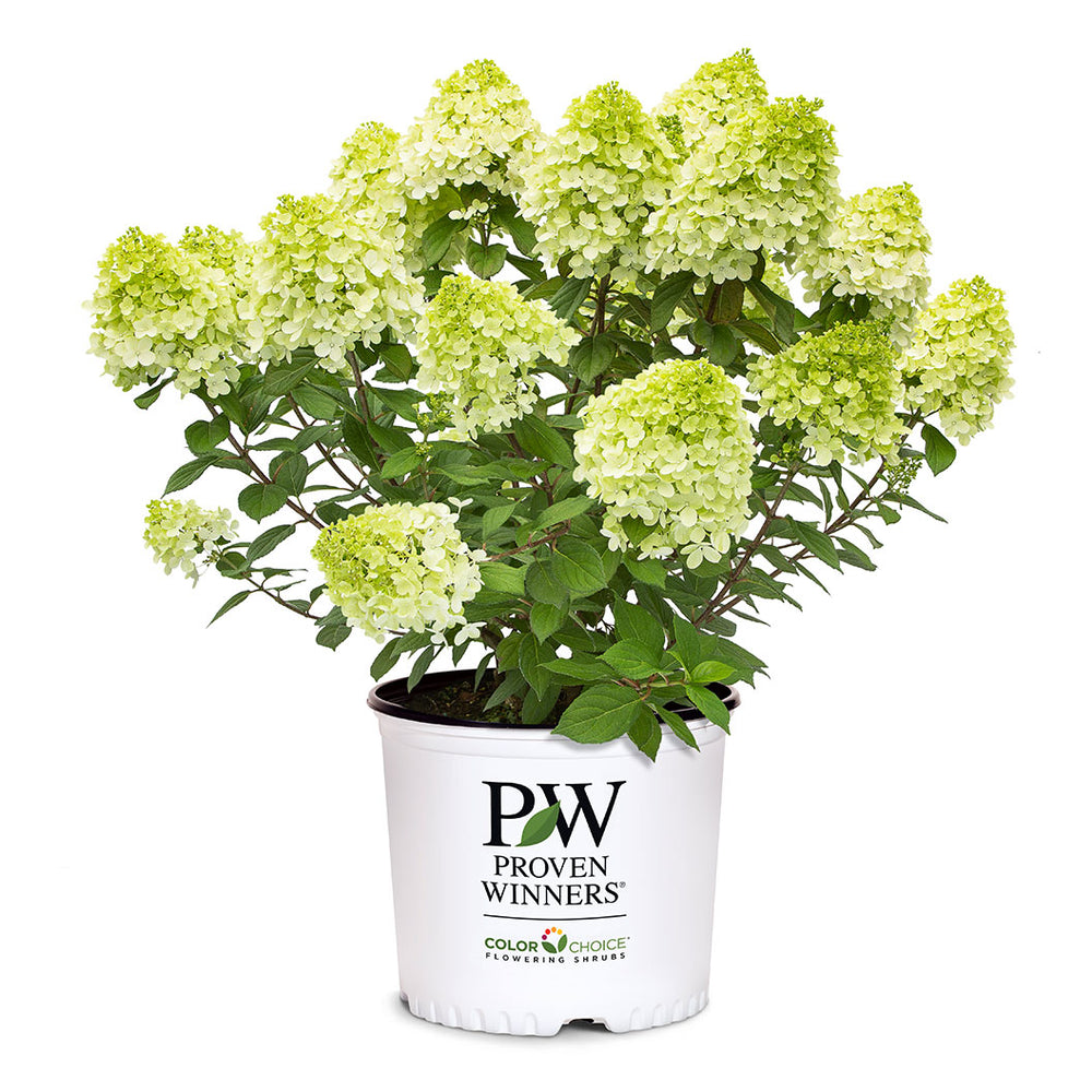 Proven Winners® Little Lime Punch® Panicle Hydrangea