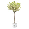 Proven Winners® Lollipop® Crabapple Tree