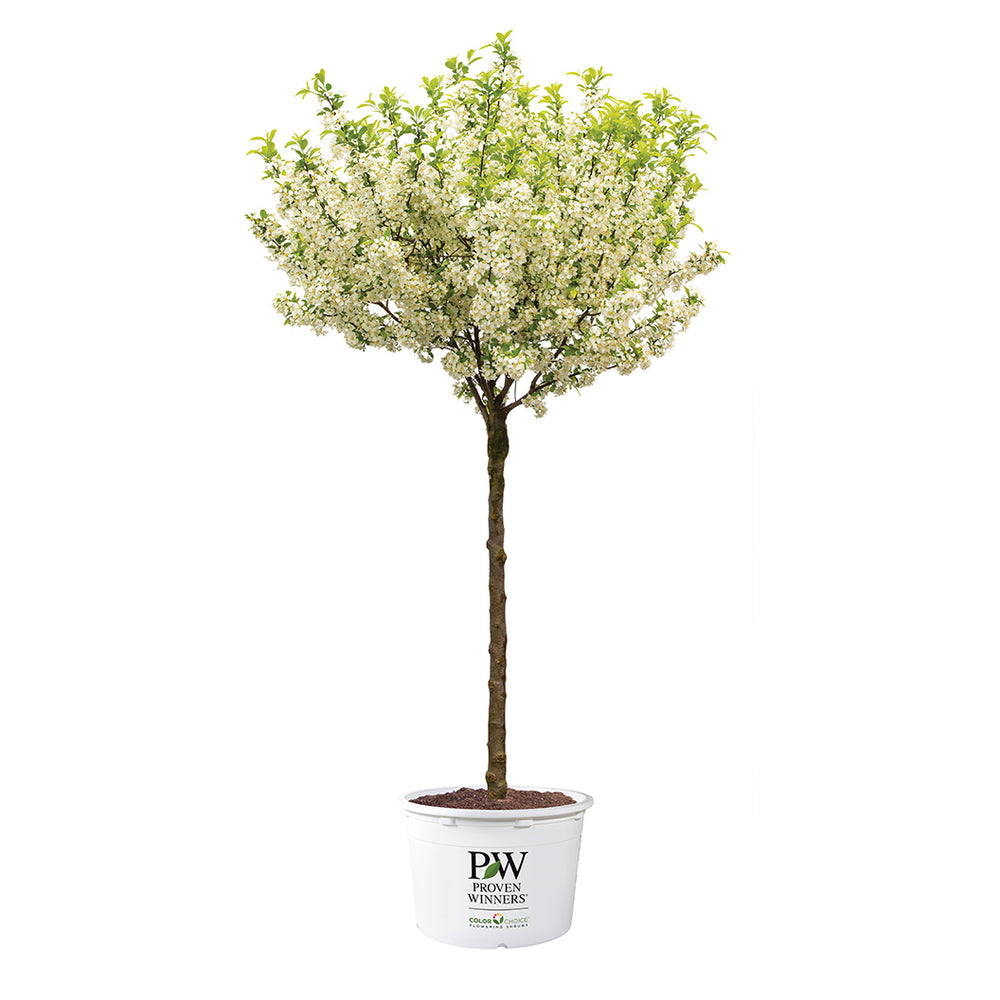 Proven Winners® Lollipop® Crabapple Tree