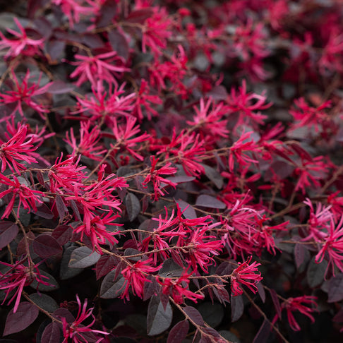 Cerise Charm™ Loropetalum