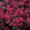 Bloomables® Cerise Charm Loropetalum