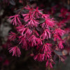 Bloomables® Cerise Charm Loropetalum