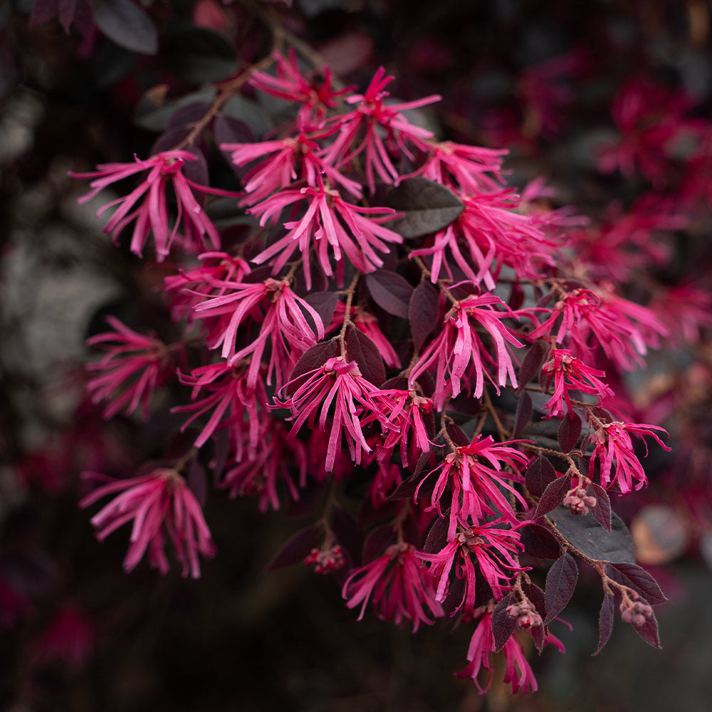 Bloomables® Cerise Charm Loropetalum