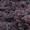 Bloomables® Cerise Charm Loropetalum