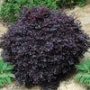 Bloomables® Cerise Charm Loropetalum