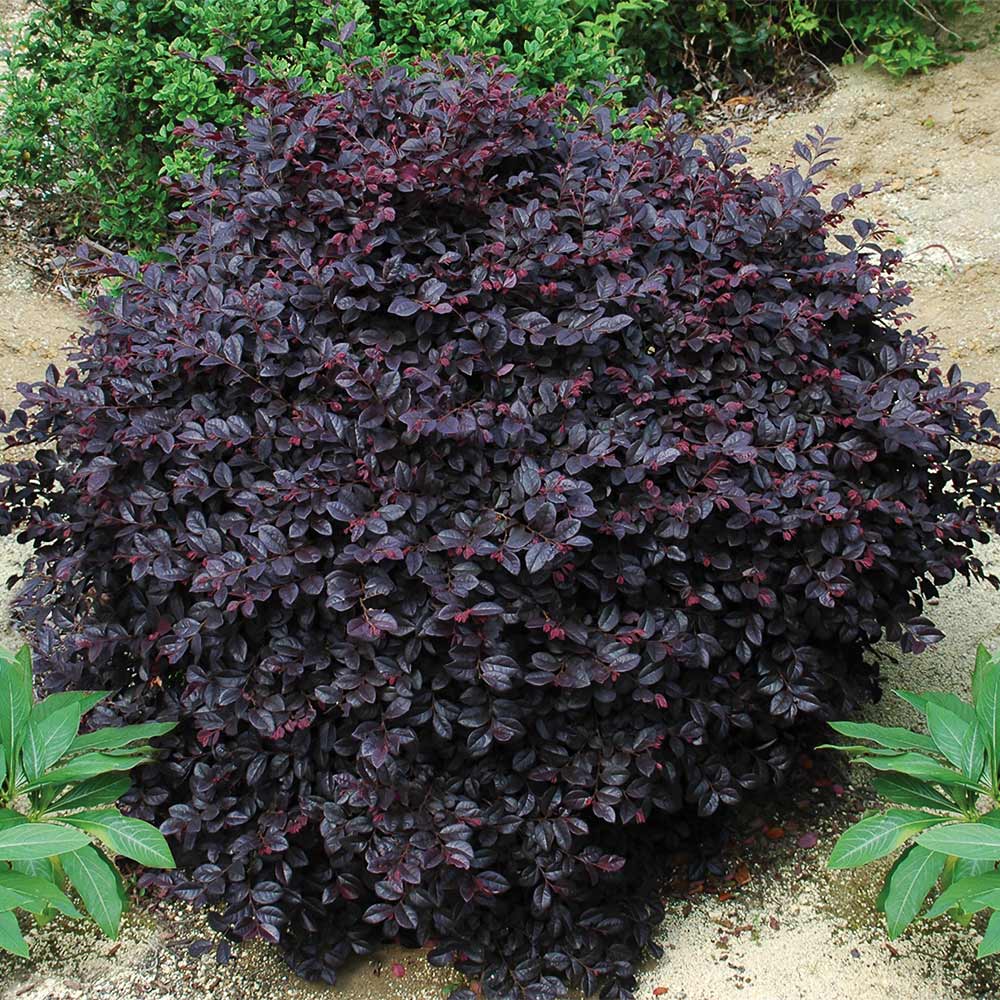 Bloomables® Cerise Charm Loropetalum