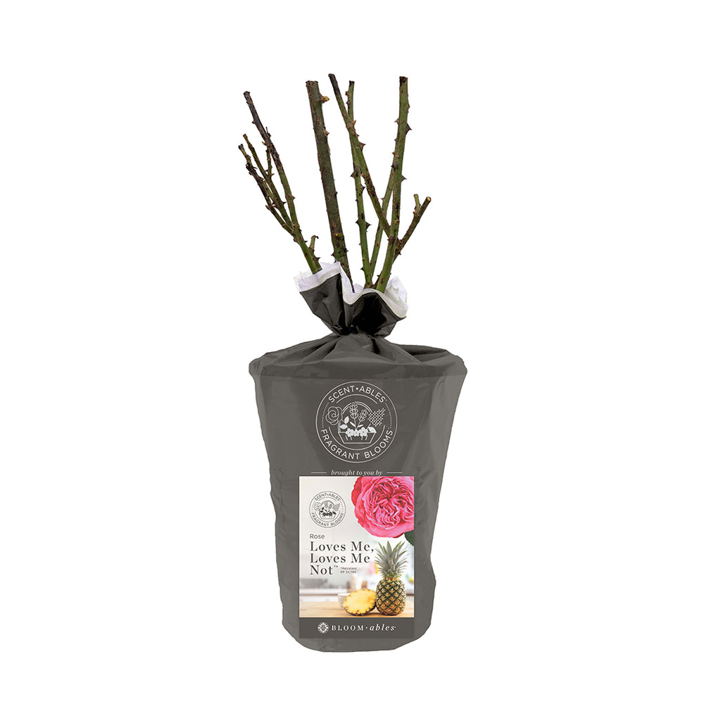 Loves Me, Loves Me Not™ Rose Shrub in Fiber Pot