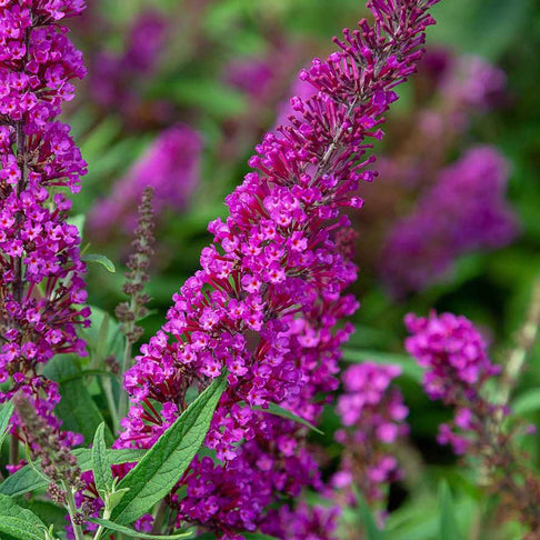 Southern Living® Magenta Butterfly Towers™ Butterfly Bush