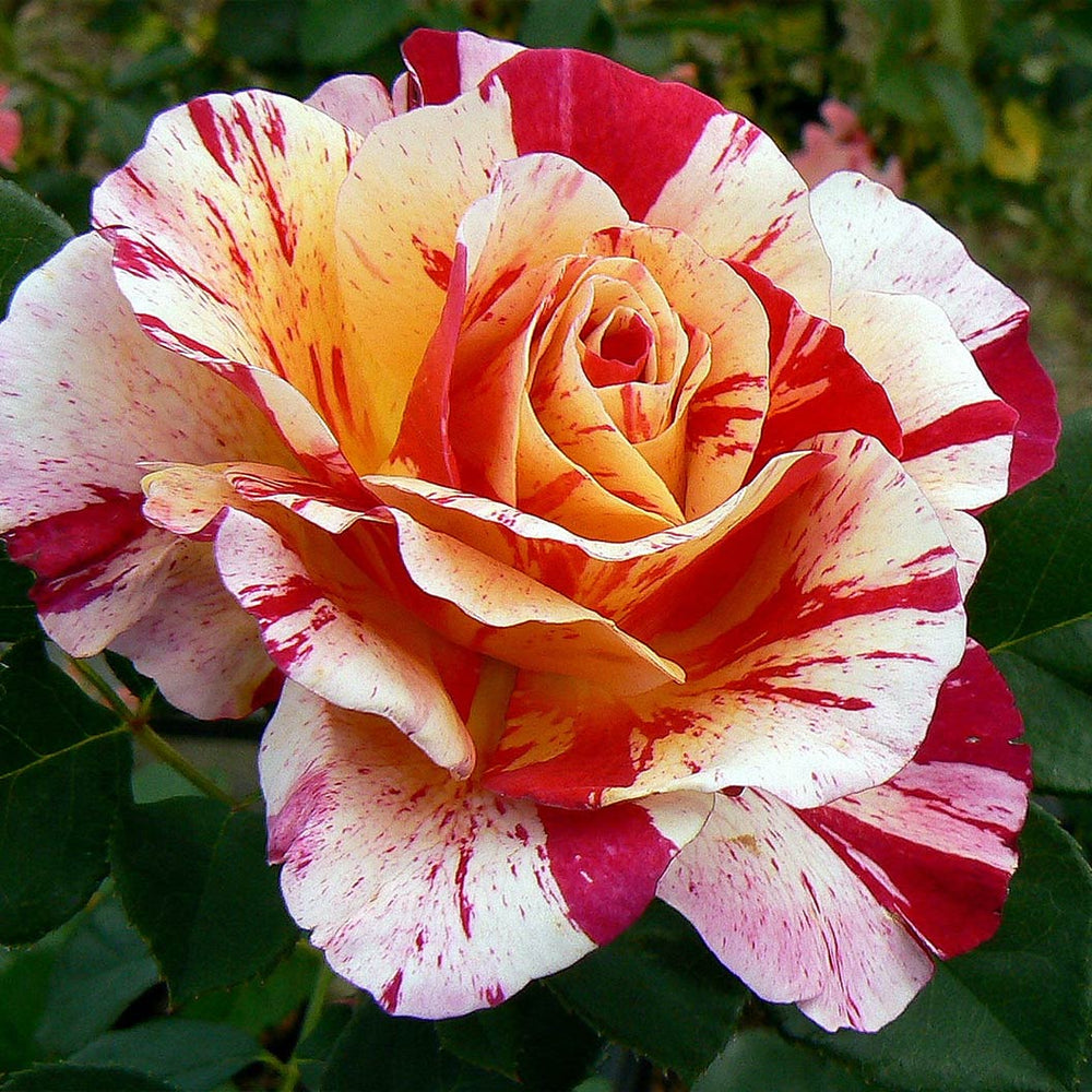 Maurice Utrillo® Rose Shrub
