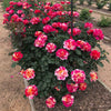 Maurice Utrillo® Rose Shrub