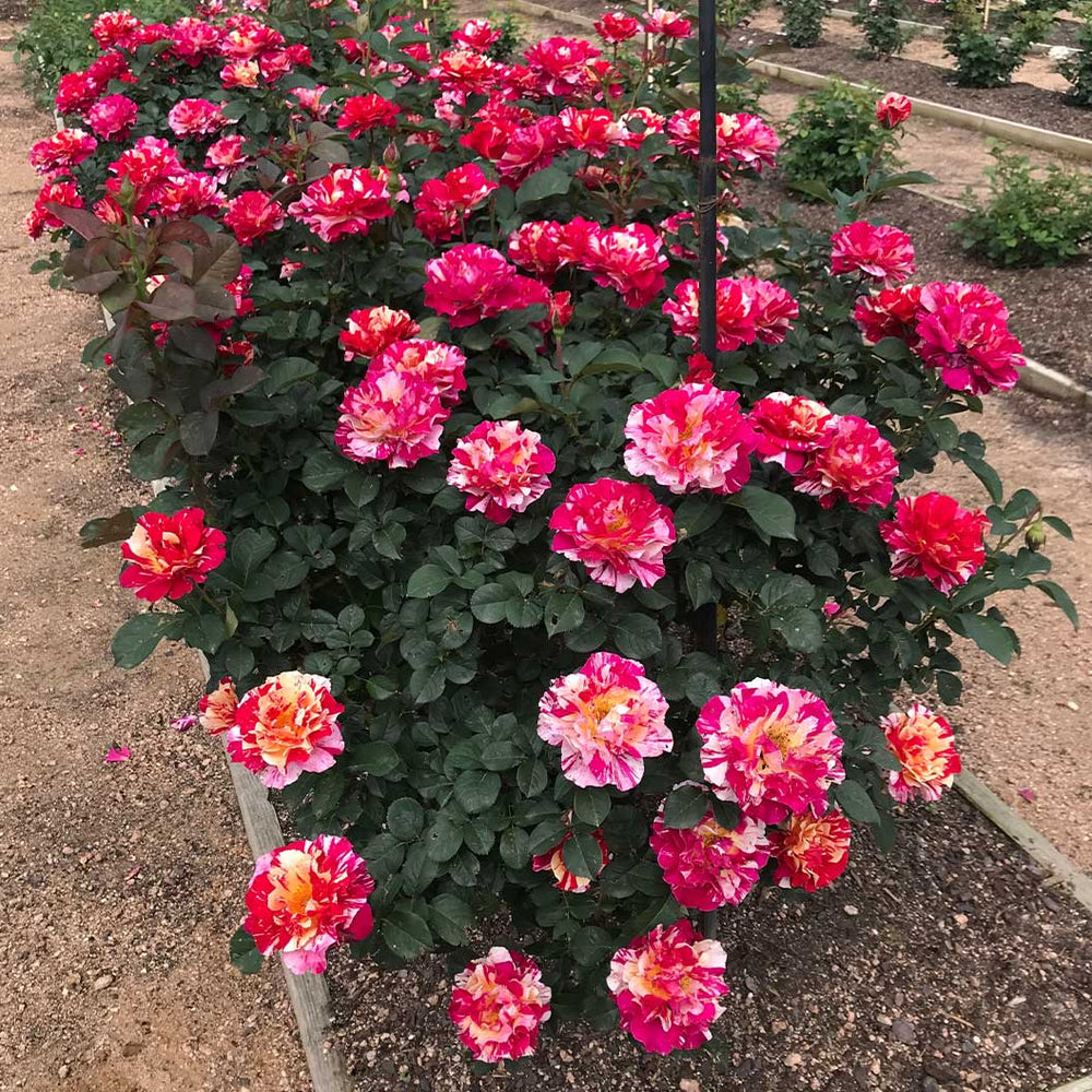 Maurice Utrillo® Rose Shrub