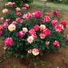 Maurice Utrillo® Rose Shrub