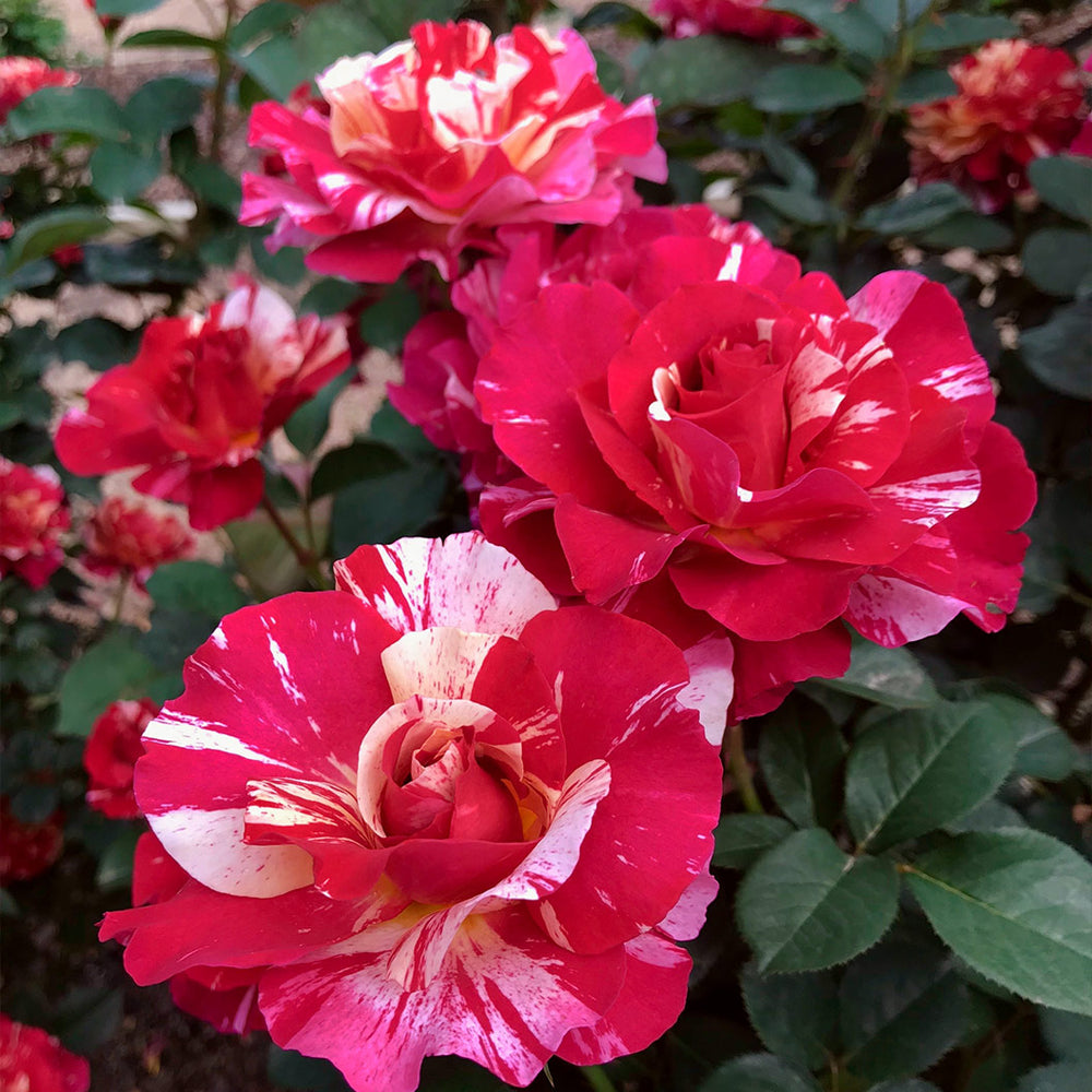 Maurice Utrillo® Rose Shrub