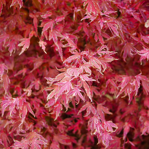 Proven Winners®  Metamorphosa® Japanese Maple Tree