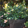 Bushel and Berry® Silver Dollar® Blueberry