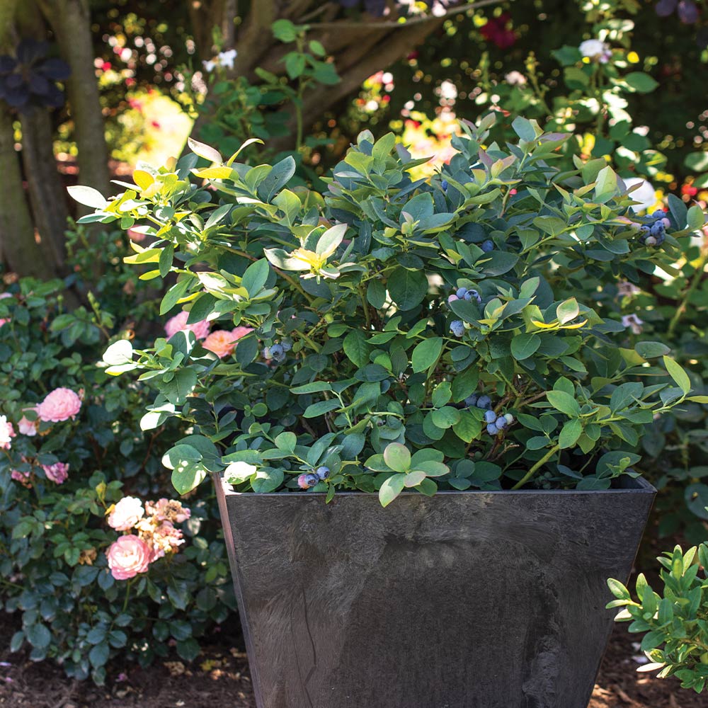 Bushel and Berry® Silver Dollar® Blueberry