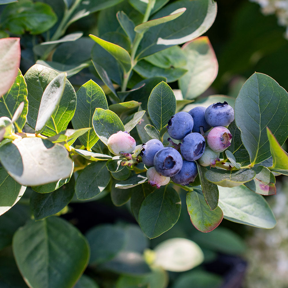 Bushel and Berry® Silver Dollar® Blueberry