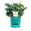 Bushel and Berry® Silver Dollar® Blueberry
