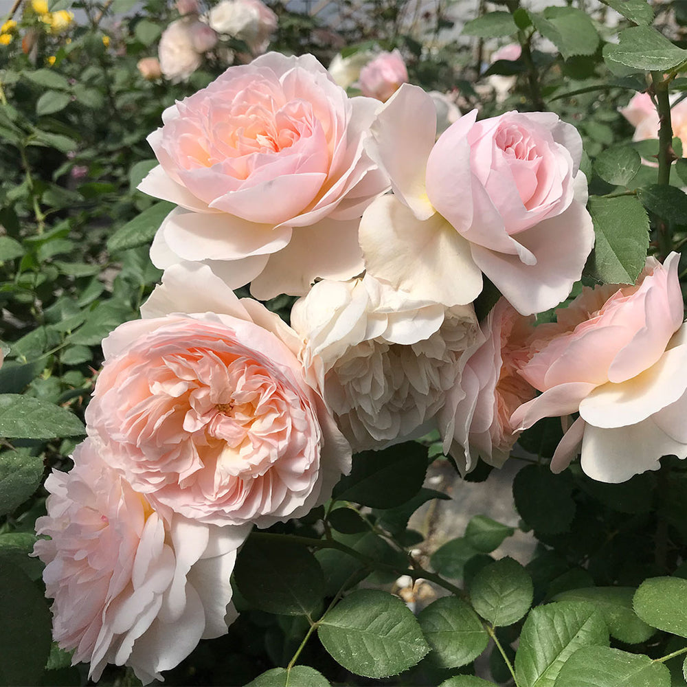 Moonlight in Paris® Rose Shrub