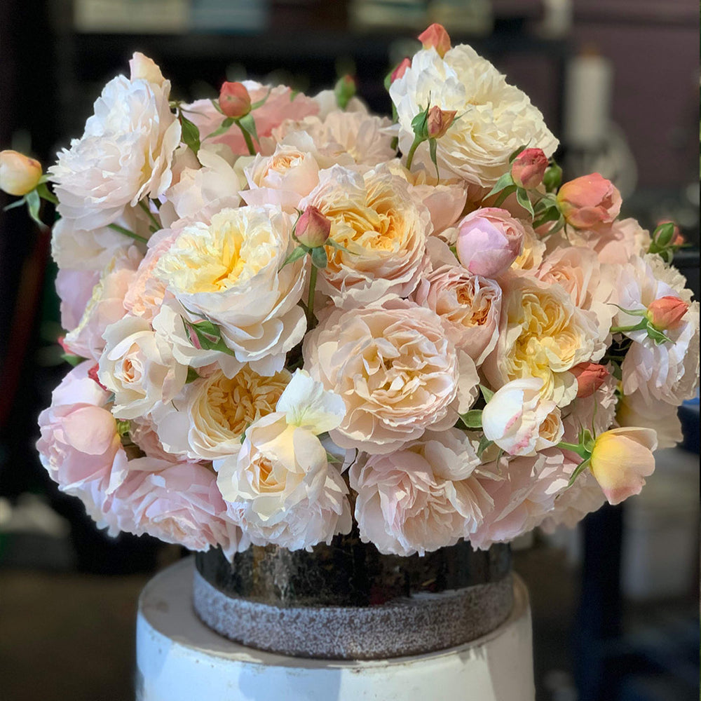 Moonlight in Paris® Rose Shrub