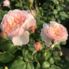 Moonlight in Paris® Rose Shrub