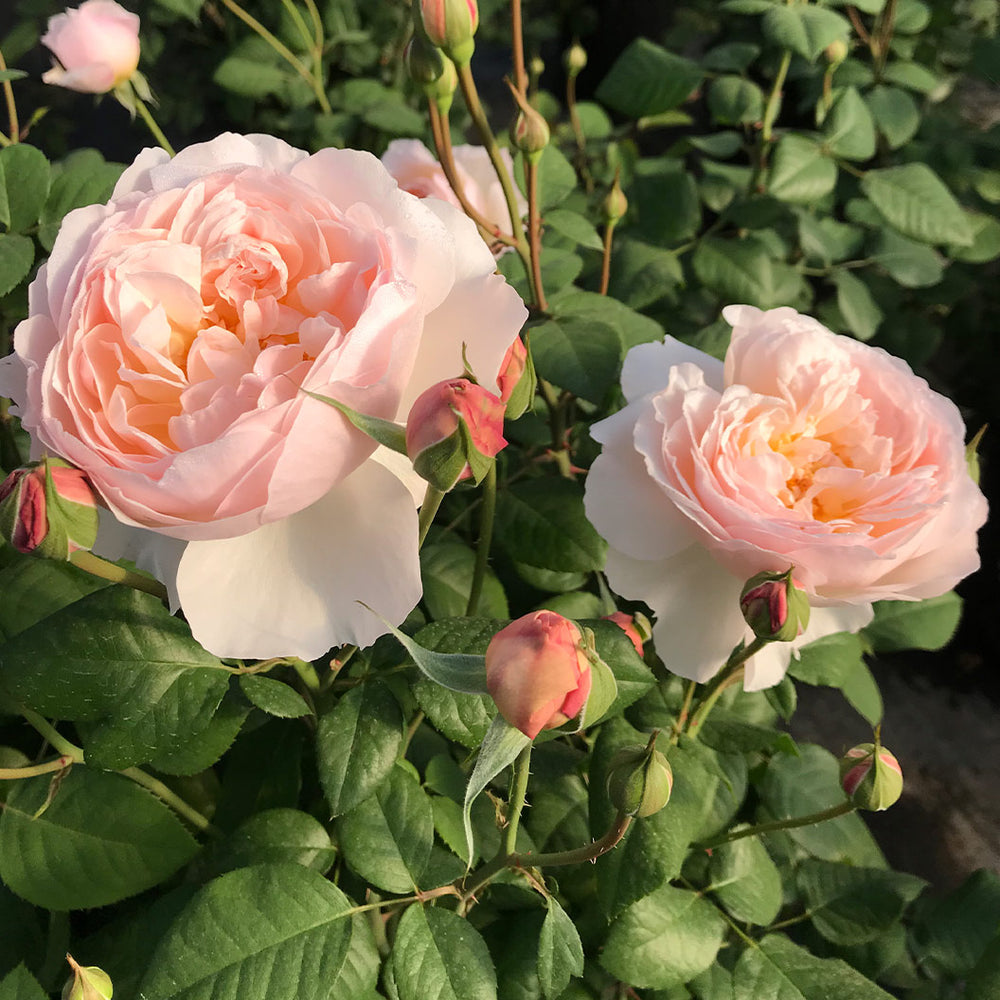 Moonlight in Paris® Rose Shrub