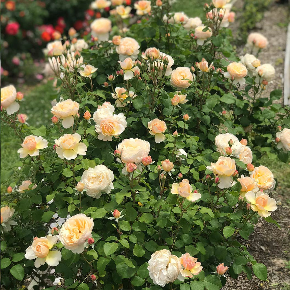 Moonlight in Paris® Rose Shrub