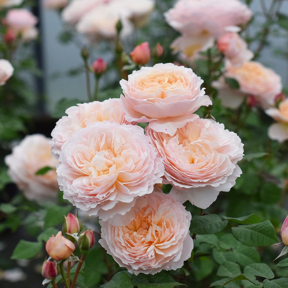 Moonlight in Paris® Rose Shrub