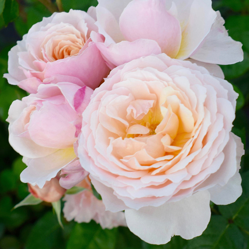 Moonlight in Paris® Rose Shrub