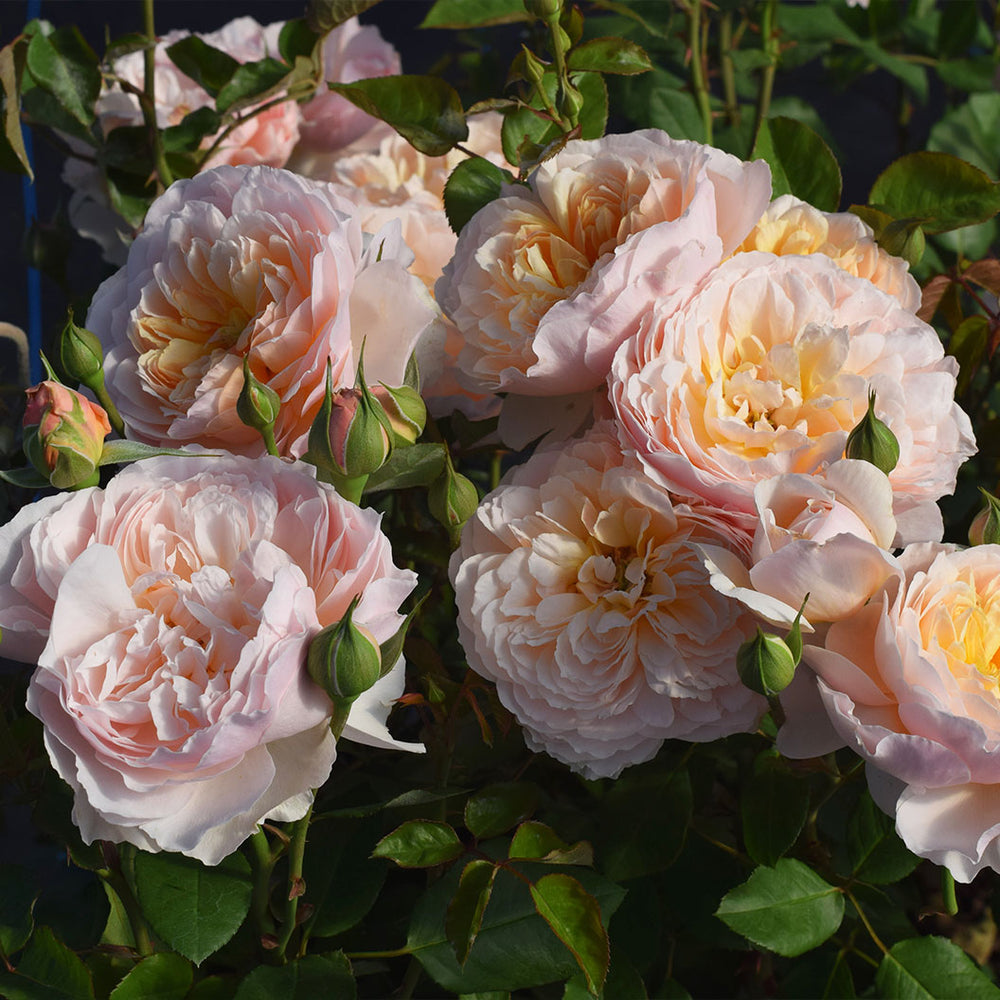 Moonlight in Paris® Rose Shrub