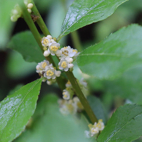 Proven Winners® Mr. Poppins® Holly Shrub