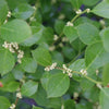 Proven Winners® Mr. Poppins® Holly Shrub