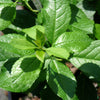 Proven Winners® Mr. Poppins® Holly Shrub