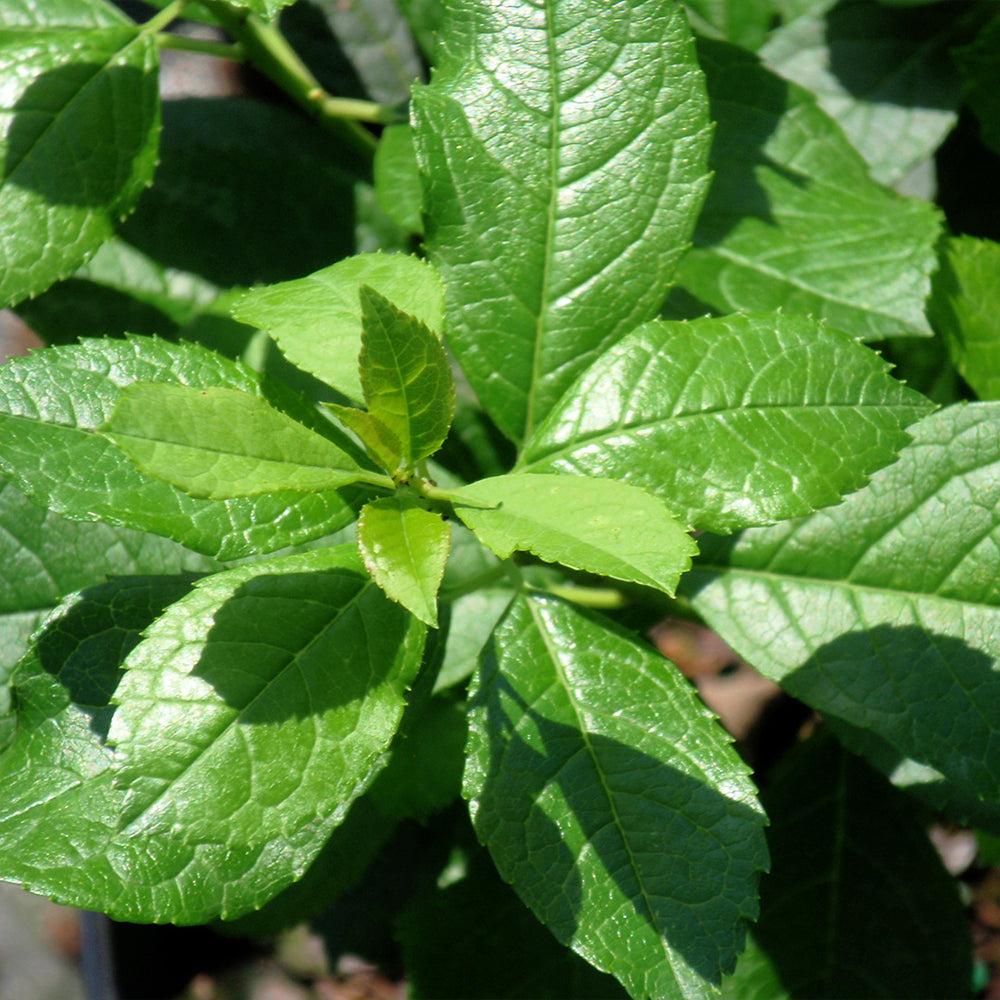 Proven Winners® Mr. Poppins® Holly Shrub