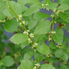 Proven Winners® Mr. Poppins® Holly Shrub