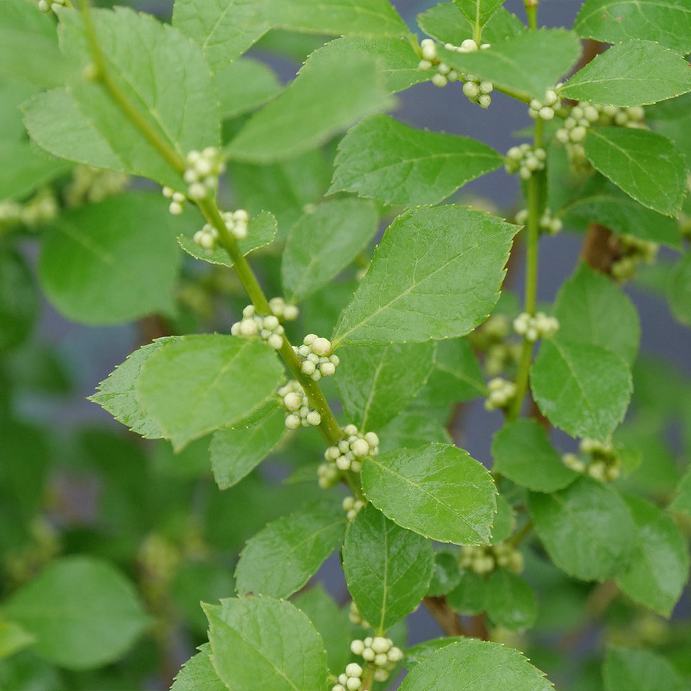 Proven Winners® Mr. Poppins® Holly Shrub