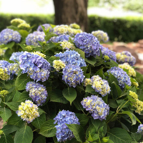 Nantucket Blue™ Hydrangea