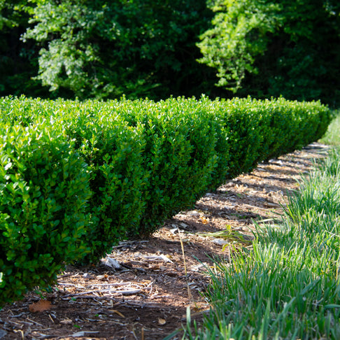 NewGen Freedom® Boxwood