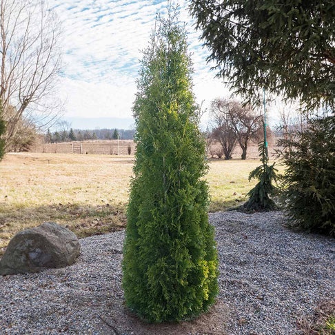 North Pole® Arborvitae