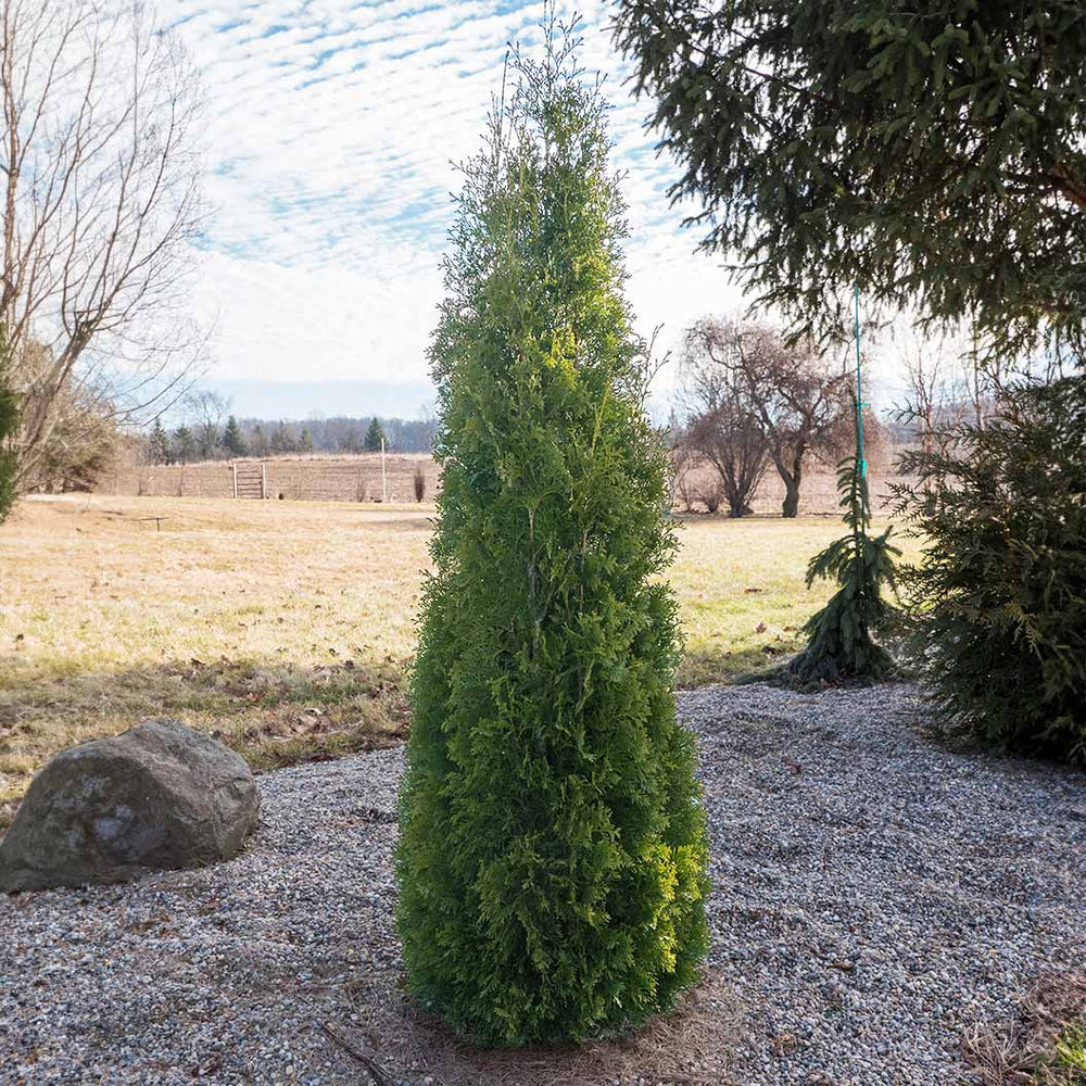 North Pole® Arborvitae