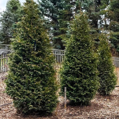 Northern Spire Western Red Cedar Tree