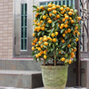 Nules Clementine Bush