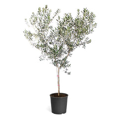 product 4 image
