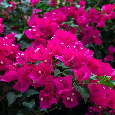 Oh My My Bougainvillea
